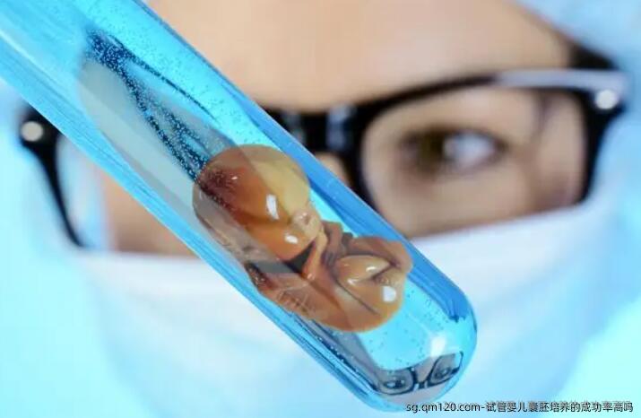 试管婴儿囊胚培养的成功率高吗